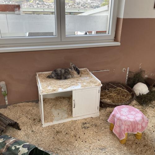 Spendenaktion Tierheim Mentlberg